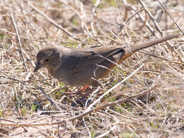 <h3><a href="/trips/Tucson_2023/biota/animalia/chordata/aves/040 passeriformes/126 emberizidae/melozone fusca/melozone fusca-nl.html">Melozone&nbsp;fusca</a> / Canyon&nbsp;towhee / Bruine&nbsp;towie</h3>OM-1 met M.300mm F4.0 + MC-14, 1/4000 sec  bij F5.6, ISO 2500, afstand 6.62&nbsp;m